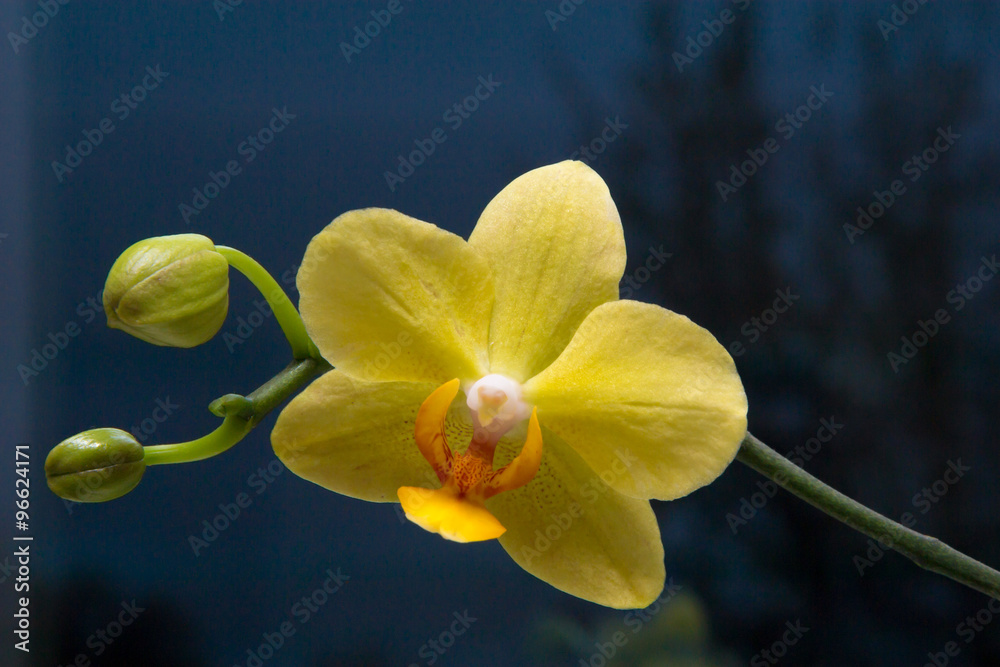 Fototapeta premium Yellow flower of an orchid with unblown buds
