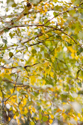Birch autumn background