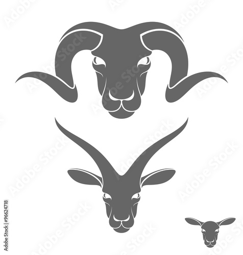 Ram. Sheep. Goat
