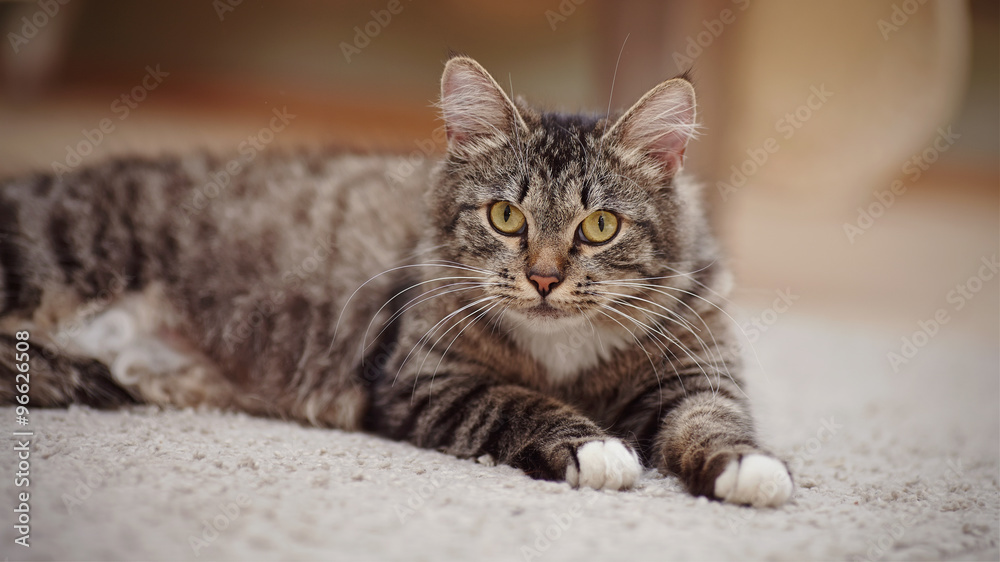 Portrait of the striped cat with yellow eyes Portrait of the striped cat with yellow eyes