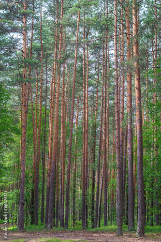 Green pine tree forest vertical scenery.