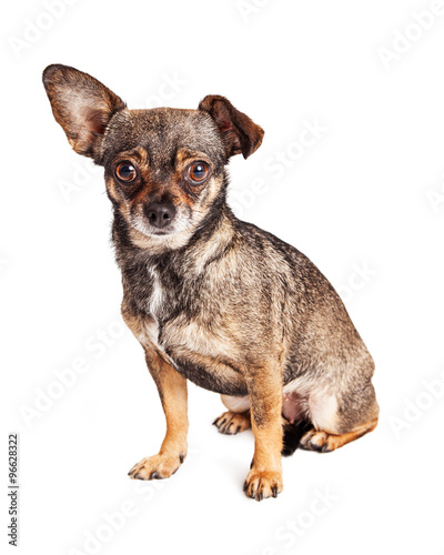 Cute Chihuahua Crossbreed Dog One Ear Down © adogslifephoto