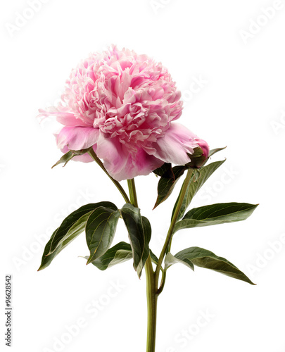 Pink peony