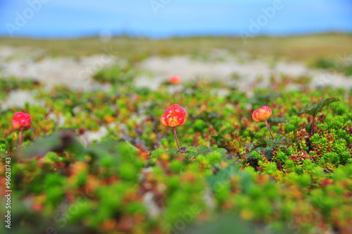 Cloudberry closeup on a background of the sea