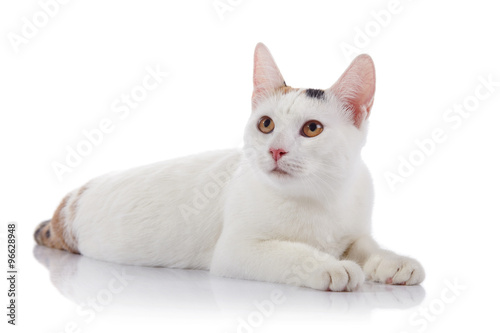 Fototapeta Naklejka Na Ścianę i Meble -  White domestic cat with yellow eyes