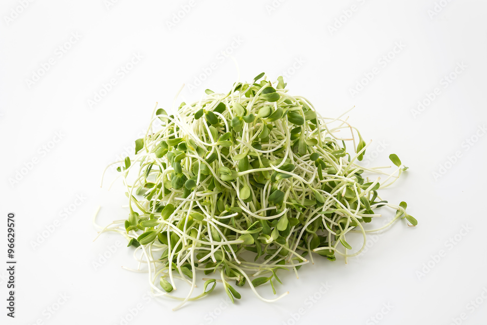 Sunflower Sprouts Sunflower Sprouts