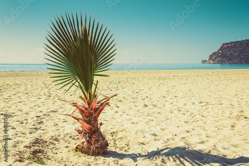 Palm tree on the beach in Alanya Turkey. Toned