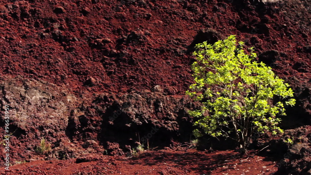 Tree on a red volcanic background - Dolly Shot Tree on a red volcanic background - Dolly Shot