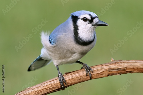 Blue Jay (corvid cyanocitta)