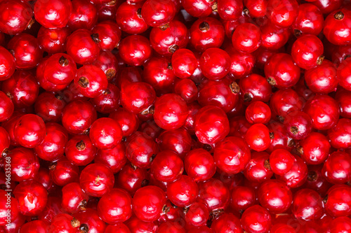 The Red currant