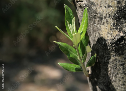 Mediterranean Olive Tree Sprout