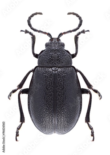 Beetle Galeruca tanaceti