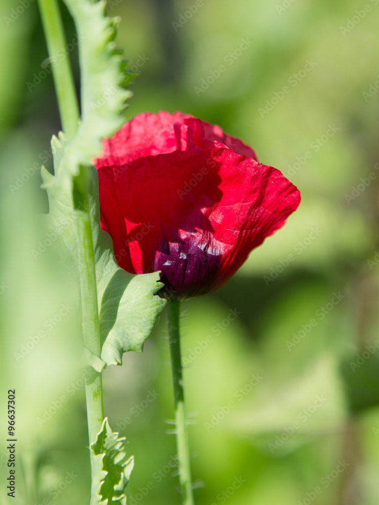 Obraz premium poppy flower on a green background