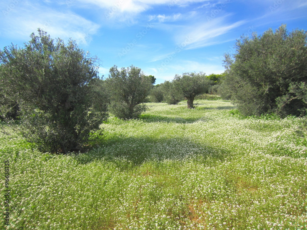 olive grove with meadow olive grove with meadow