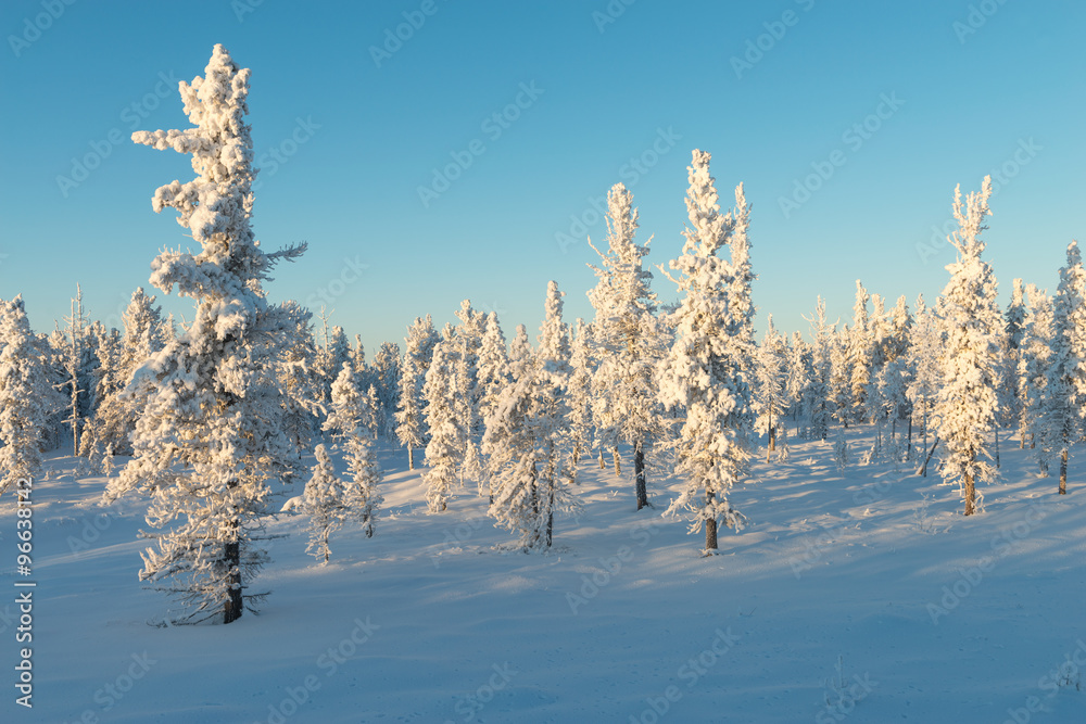 Scenic winter landscape in the taiga. The Yamal Peninsula Scenic winter landscape in the taiga. The Yamal Peninsula