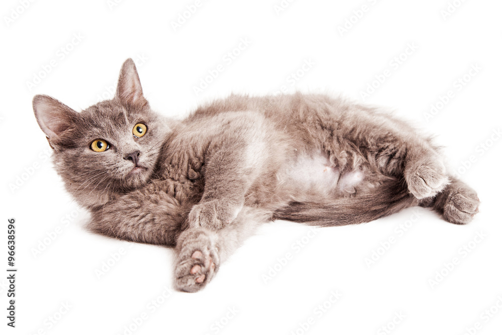 Cute Young Grey Kitten Laying