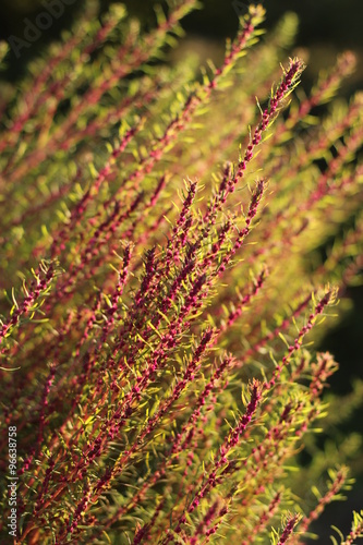 reddened pobeki annual bush kochia in the rays of the autumn sun