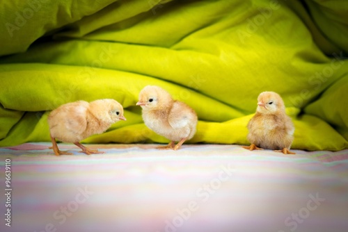 three yellow chiks