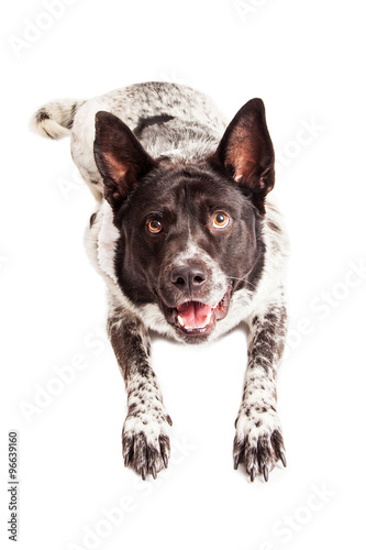 Happy Australian Shepherd Dog Laying