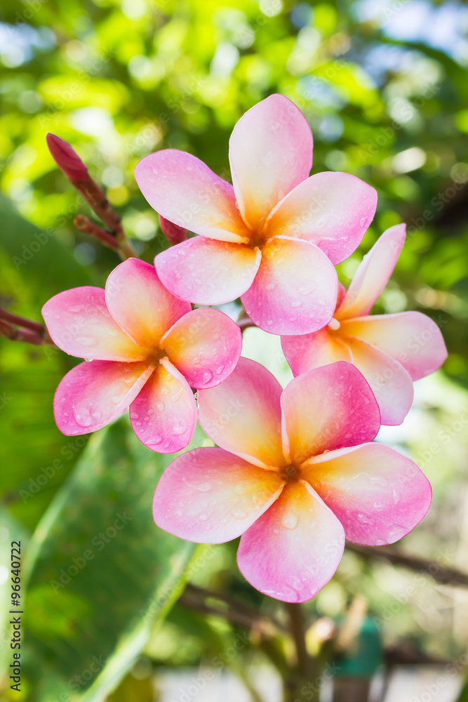 sweet pink flower plumeria bunch and natural background sweet pink flower plumeria bunch and natural background