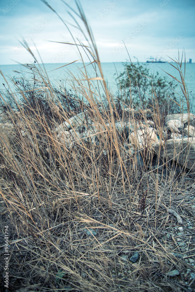 Obraz premium beach with weeds at sunset