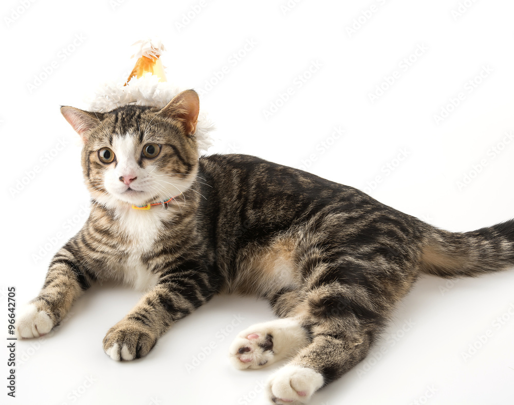 Obraz premium cat with party hat