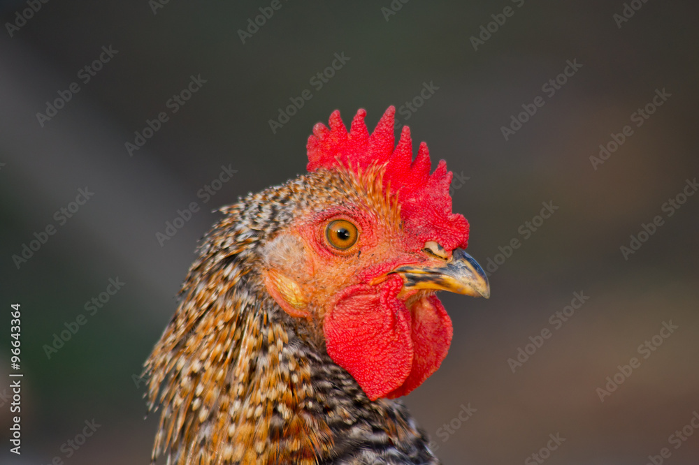 The hen. The hen.