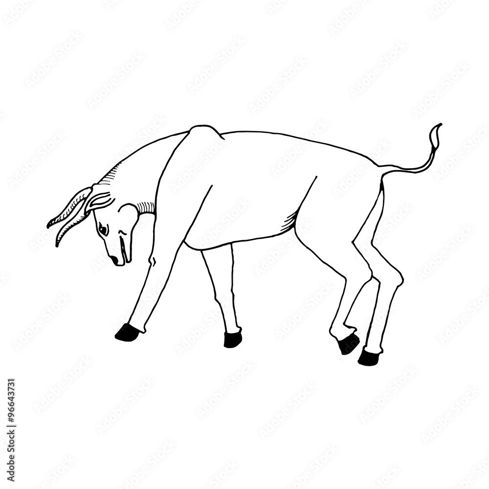 Obraz premium hand draw a bull style sketch