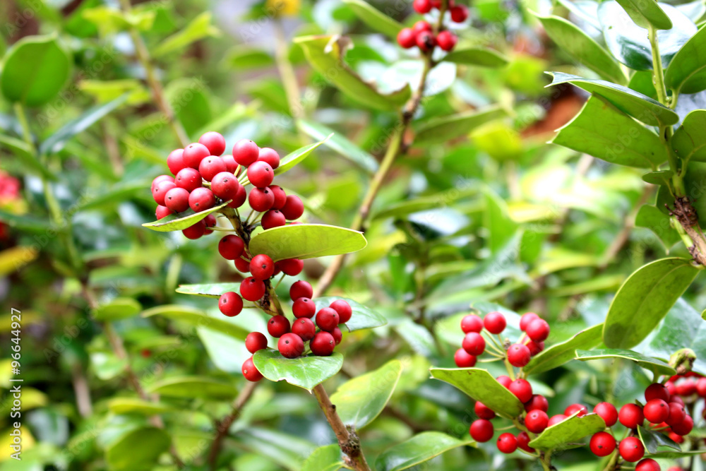 Holly tree