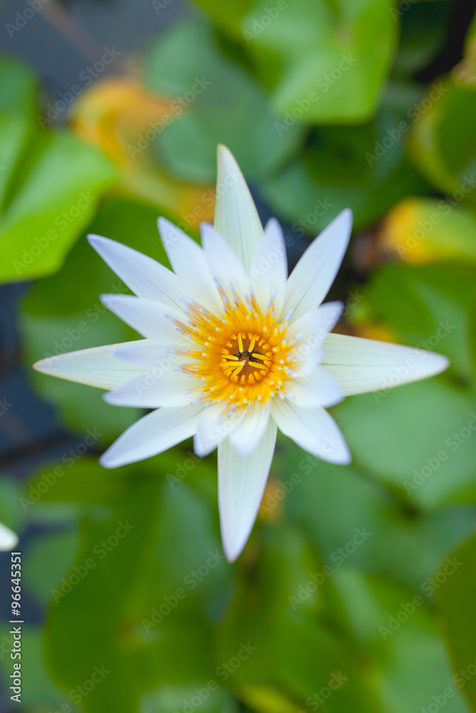 close up white lotus in the pool close up white lotus in the pool