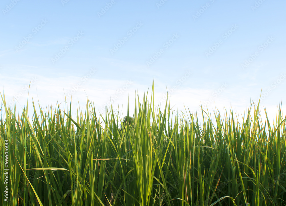 grass sky