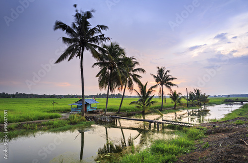 Rural Melaka scene - rice paddy field and palms. Melaka, Malaysi