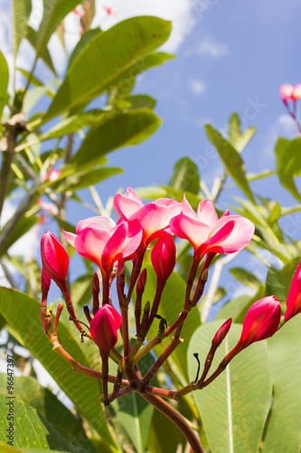 sweet pink flower plumeria bunch and natural background