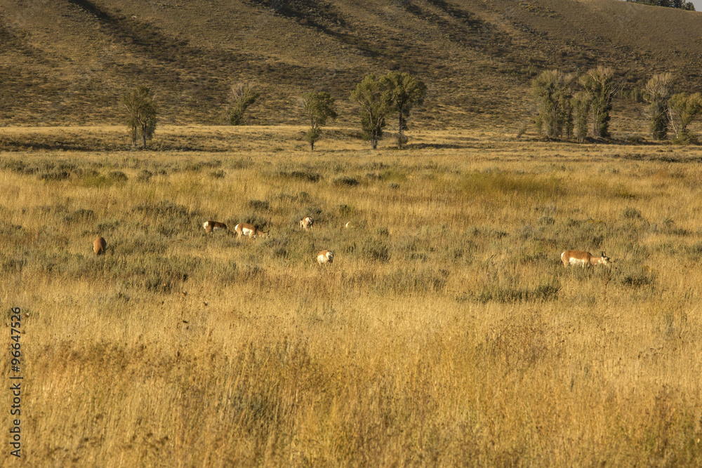 Herd of pronghorns, late summer, grazing in an open field in Jackson Hole, Wyoming. Herd of pronghorns, late summer, grazing in an open field in Jackson Hole, Wyoming.