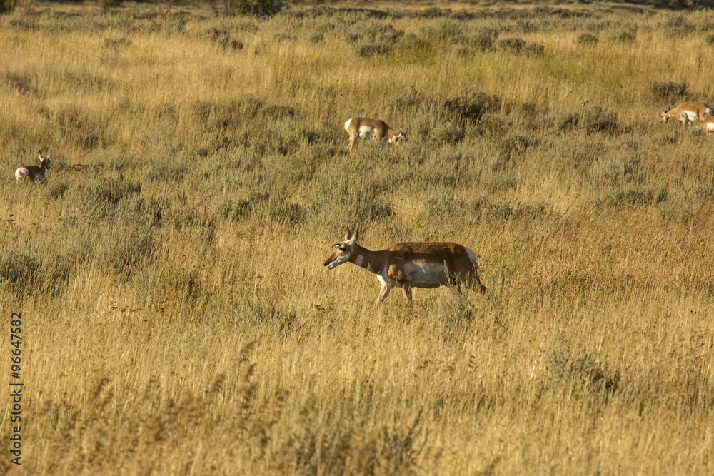 Fototapeta premium Herd of pronghorns, with one close, in late summer, grazing in an open field in Jackson Hole, Wyoming.
