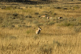 Herd of pronghorns, with one close in late summer, grazing in an open field in Jackson Hole, Wyoming.