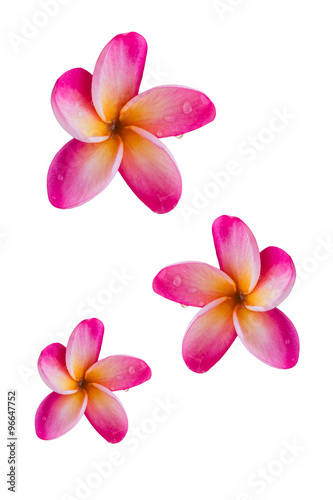 (With clipping path) Isolated beautiful sweet pink flower plumer