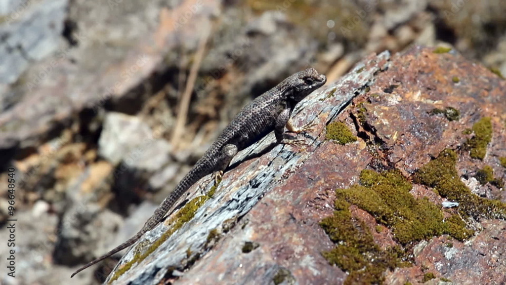 Tight Shot Lizard On Rock Looking Around
Tight Shot Lizard On Rock Looking Around