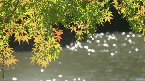 紅葉間近のもみじ