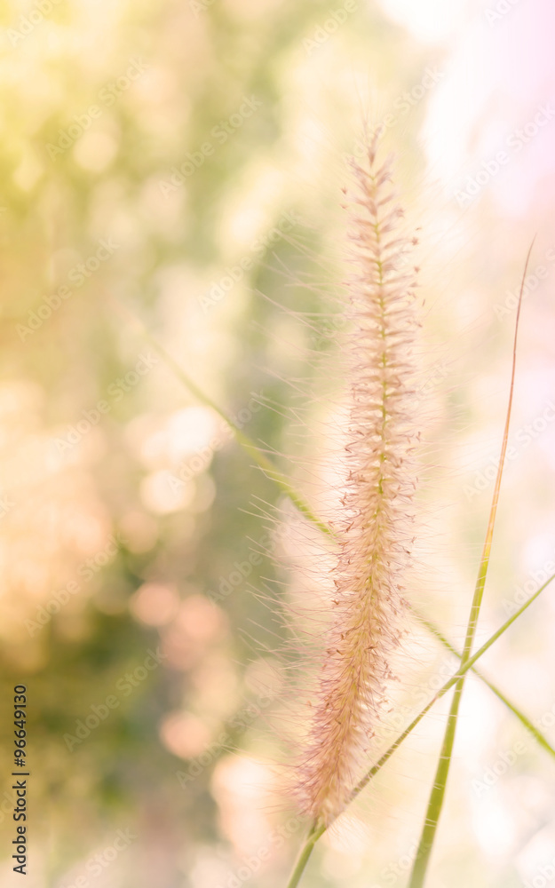 Beautiful grass flower in soft mood among nature bokeh Beautiful grass flower in soft mood among nature bokeh