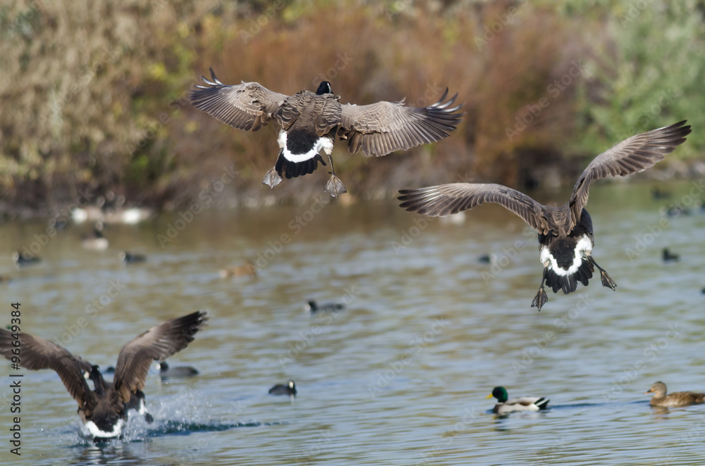 Fototapeta premium Two Canada Geese Coming in for a Landing in the Water
