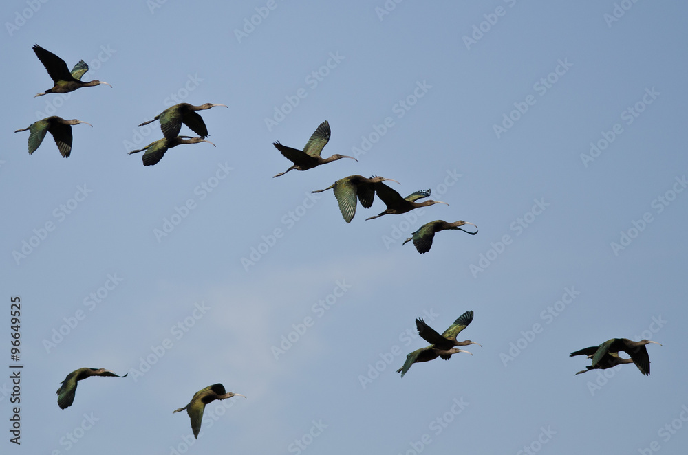 Flock of White-Faced Ibis Flying in a Blue Sky