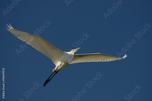 Great Egret Flying in a Blue Sky