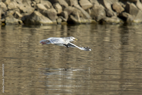 Seagull soars just above water with fish in beak.