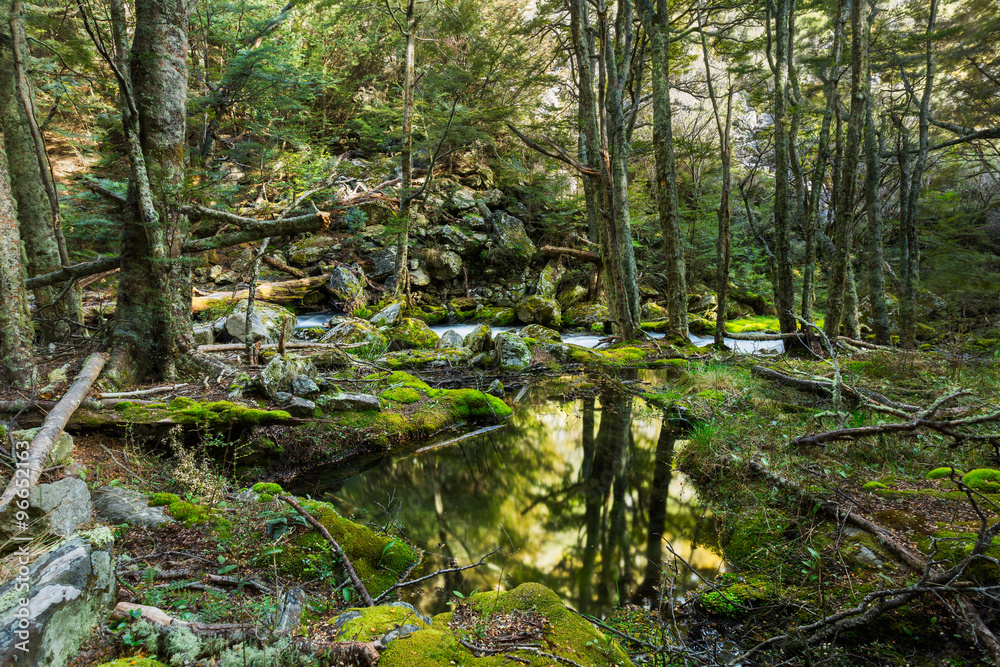 Fototapeta premium beech forest