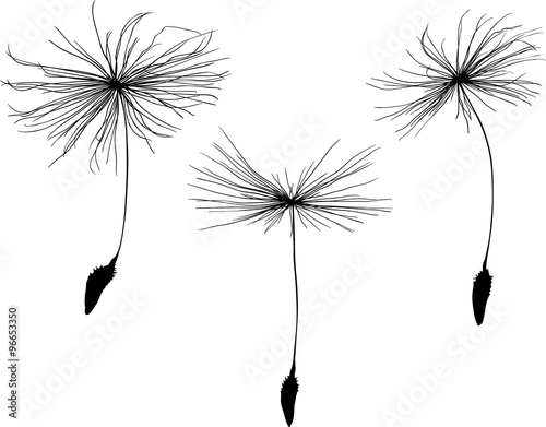 three black dandelion seeds silhouette on white