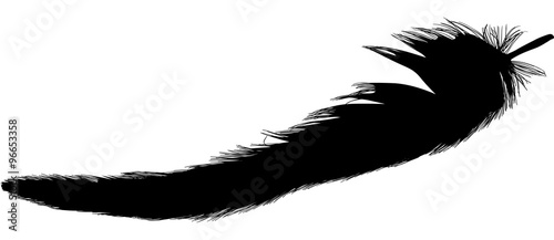 black long isolated feather on white