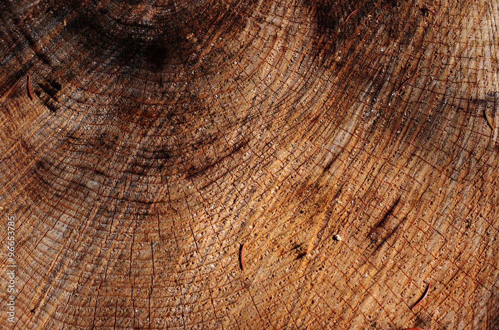 Fototapeta premium structure of the wood