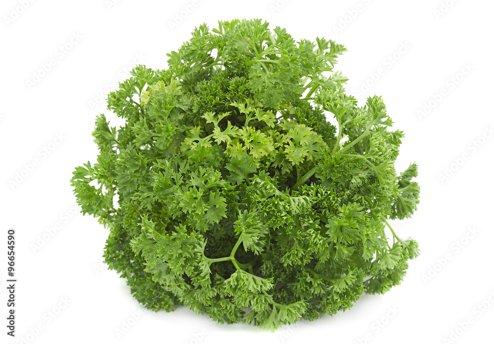 Curly parsley bunch