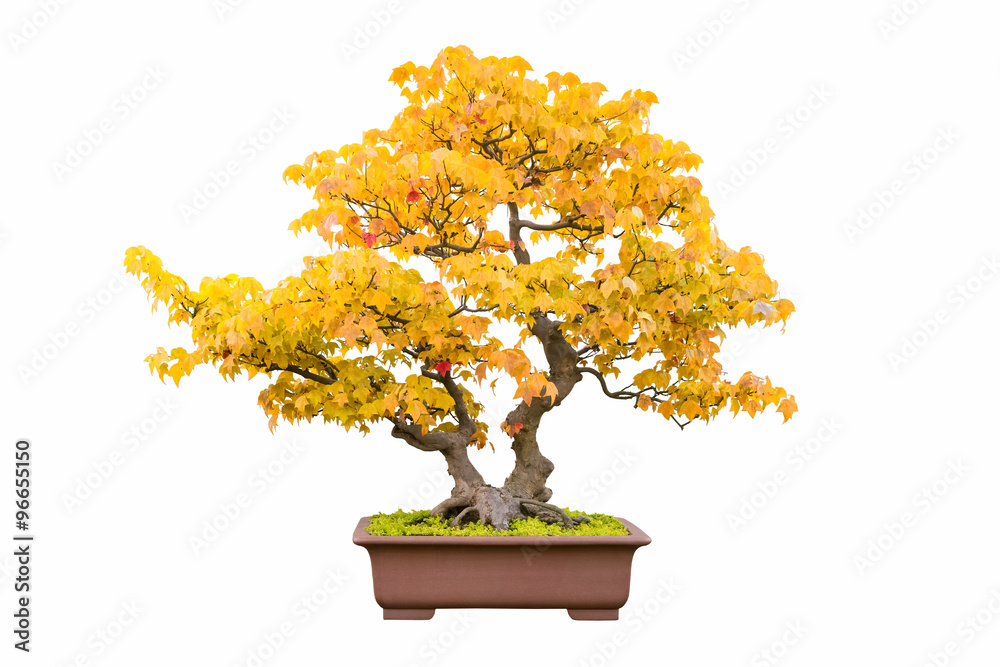 bonsai tree of trident maple in autumn